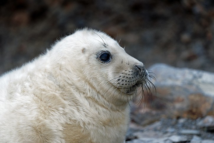 Close up portrait of Grey Seal pup in profile